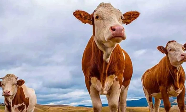 Vekaletle kurban kesim bedelleri açıklandı | Edirne Ahval Gazetesi kurban 2 1 | Edirne Ahval Gazetesi