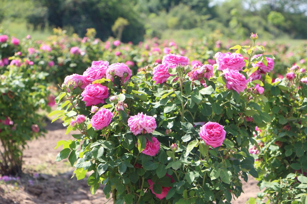 Edirne Gülü’ne coşkulu hasat! | Edirne Ahval Gazetesi IMG 5590 | Edirne Ahval Gazetesi