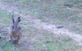 Edirne’deki yaban tavşanları kameralara tartışırken yakalandı | Edirne Ahval Gazetesi Ekran goruntusu 2025 12 20 171438 | Edirne Ahval Gazetesi