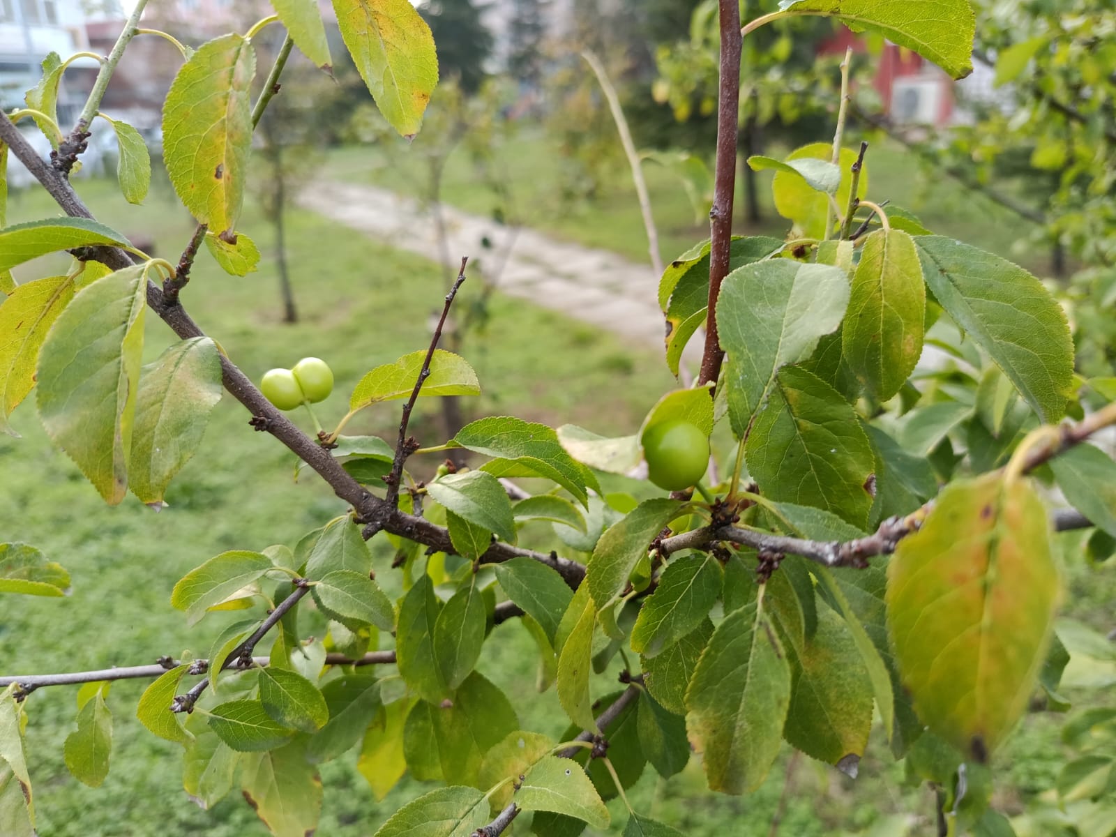 Aralık ayında ‘erik’ sürprizi