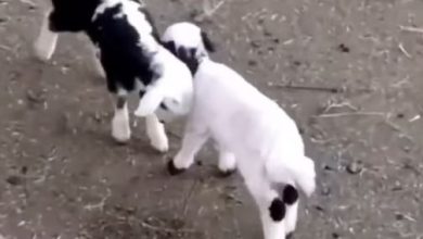 “Dövüşmeyin Guzum” | Edirne Ahval Gazetesi AAS | Edirne Ahval Gazetesi