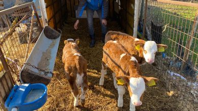 Orhaniye’de herkesi şaşırtan olay! | Edirne Ahval Gazetesi buzagi | Edirne Ahval Gazetesi
