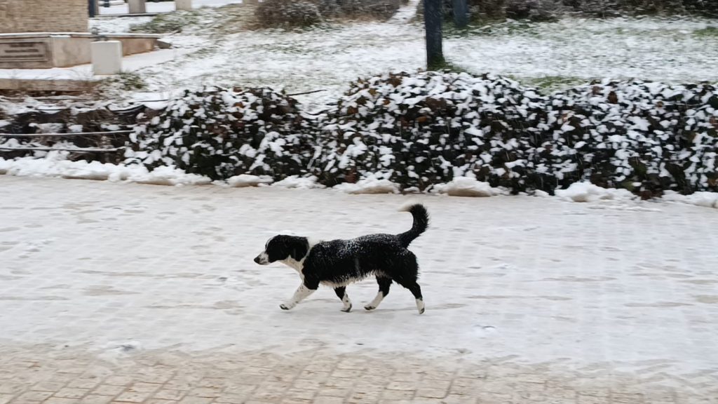 Yürümekte güçlük çektiler | Edirne Ahval Gazetesi WhatsApp Image 2026 02 02 at 09.47.33 1 | Edirne Ahval Gazetesi
